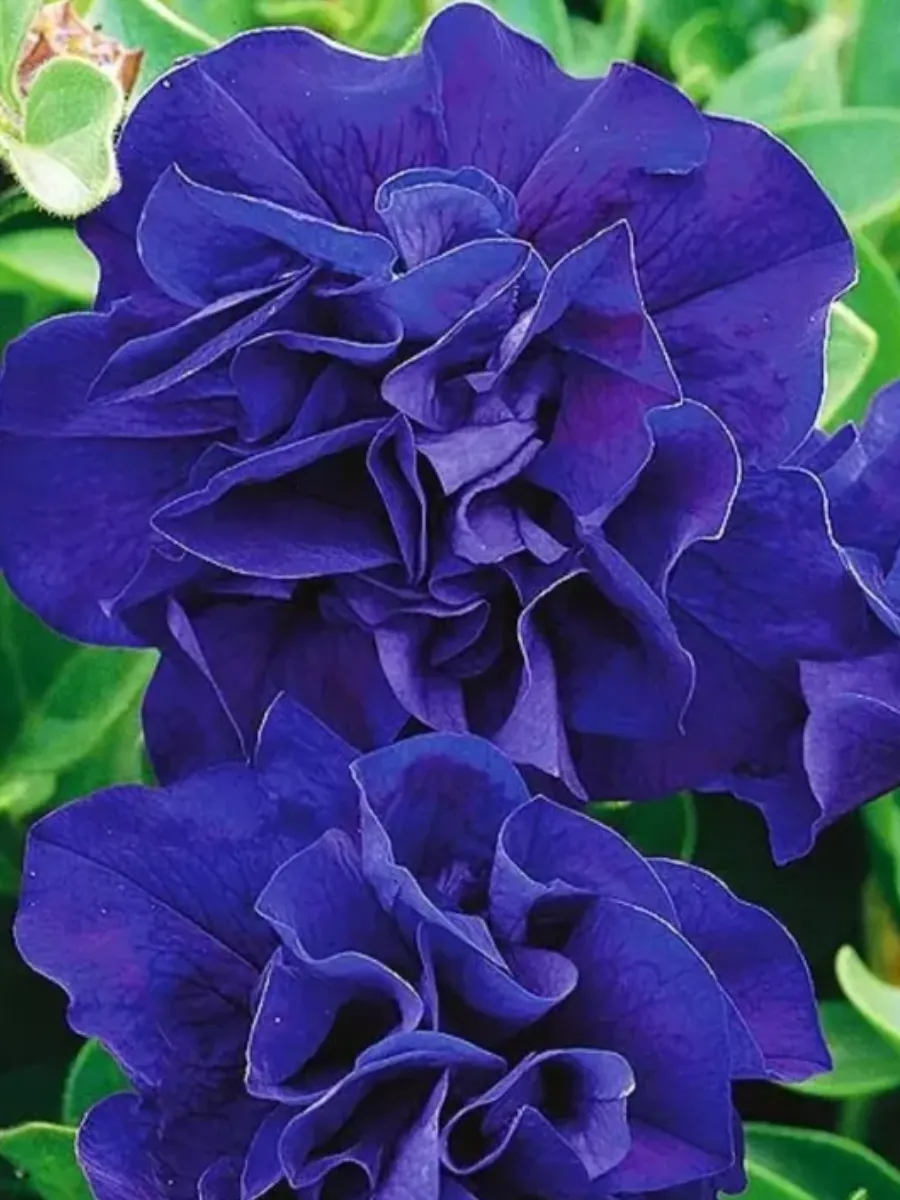 Петуния Тумбелина Белинда